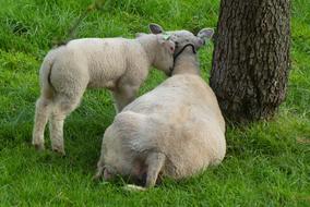 Lamb Sheep Pasture