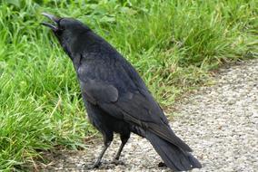 Jackdaw Kraaiachtig Bird