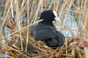 Coot Nest Hatch