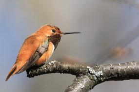 Hummingbird Perched Bird