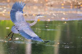 Heron Bird Feathers