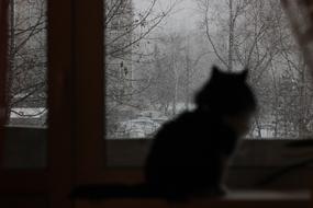 Cat Snow Winter