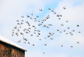 Flight Barn Animal