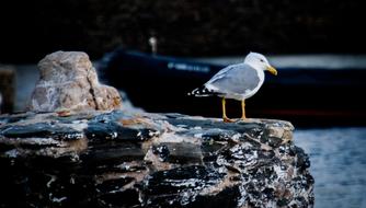 Seagull Sea Bird view