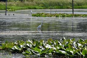 Heron Blue Bird