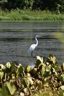 Heron Bird Water