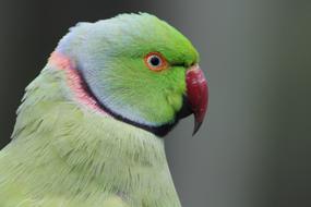 Parrot Bird
