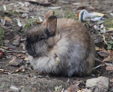 wild furry rabbit