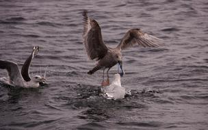 birds in the water