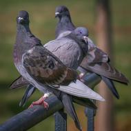 Dove Bird Birds
