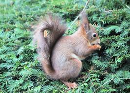 The Squirrel Rodent Mammal