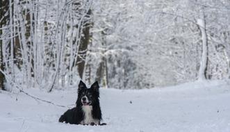 domestic dog in the winter woods