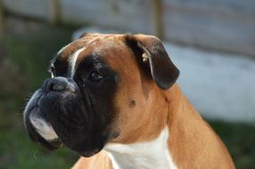 big face dog