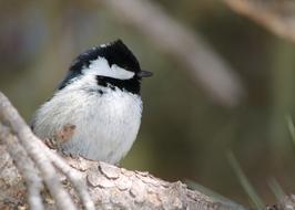 Tit Bird Songbird Small