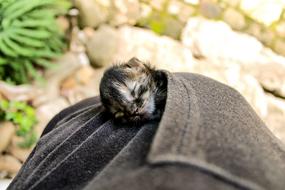 Kitten Newborn Cat Sleeping
