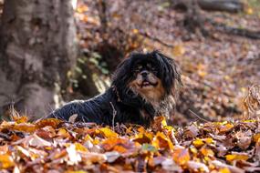 Dog Autumn Still Life Mood