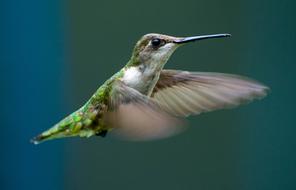 Hummingbird Flying Flight