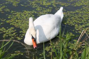 Swan Bird Water