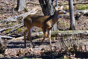 Deer Buck Whitetail Shed