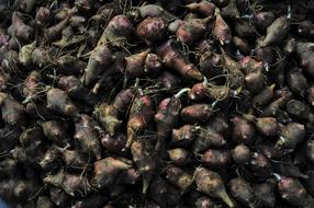 potato harvest for pigs