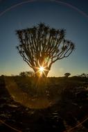 Africa Sunset Quiver Tree