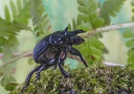 Minotaur-Beetle Bug
