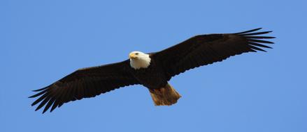 Eagle Bald Flying