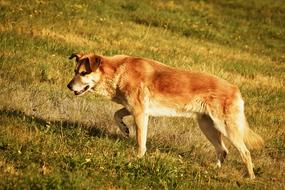 Animal Dog Pet