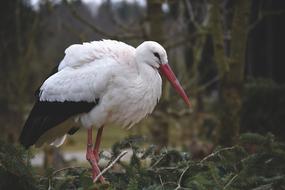 Stork Bird Nest