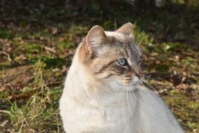 Cat Pussy Feline Portrait
