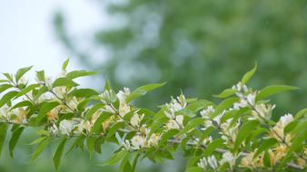 blooming honeysuckle in spring