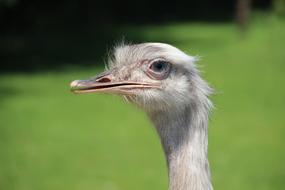 ostrich face up close