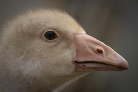 Goose Bird Animal