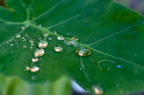 Dew Drops Leaf