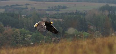 Bird Animal Eagle