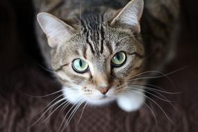 Cat Kitty Whiskers