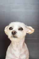 Dog White Small