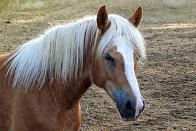 Horse Haflinger Mane