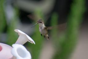 Bird Nature Hummingbird