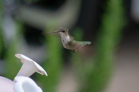 Bird Nature Hummingbird