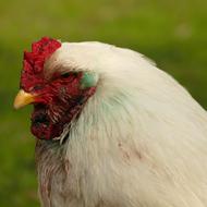 Chicken Bird Poultry