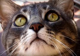 Cat Cats Feline