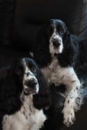 Spaniel Animals Dog