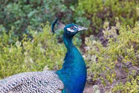 Peacock Animal Beautiful