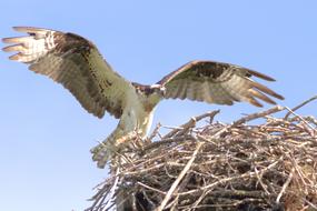 Osprey Hawk Bird