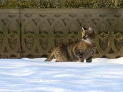 Cat Snow Gray
