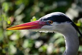 Heron Wading Bird Animal