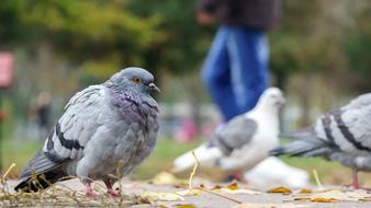fluffy pigeons in the street