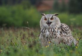 Bird Animal Owl Siberian