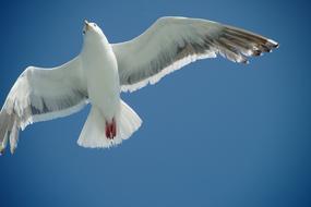 Seagull Flying Bird at sky
